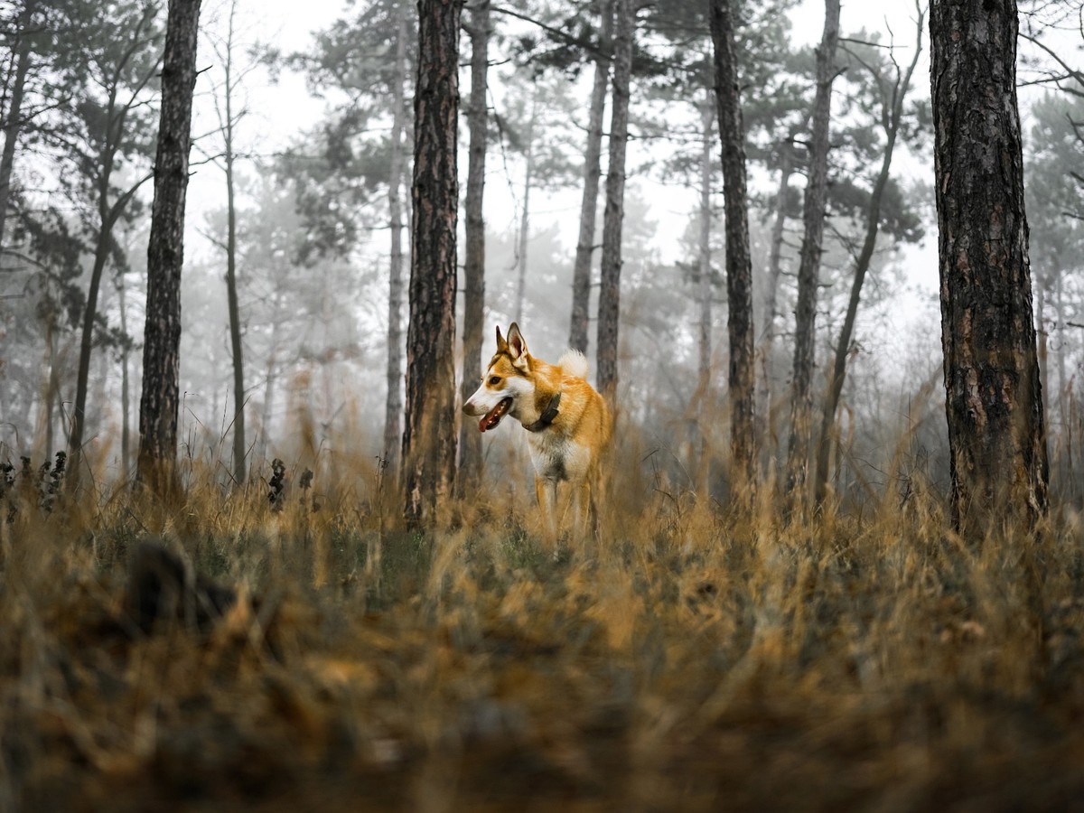 Nórsky lundehund pri aktívnom pohybe v lese