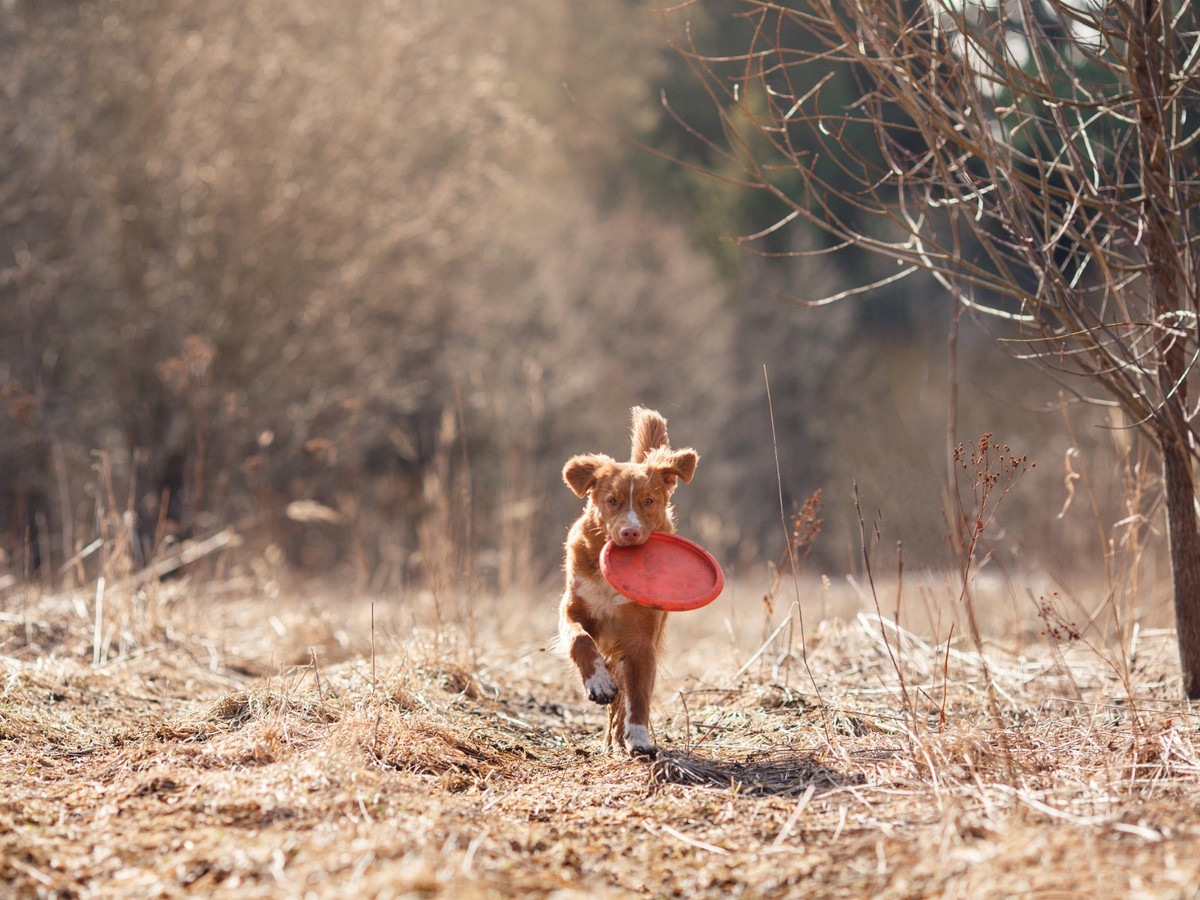 Nova Scotia Duck Tolling Retriever při běhu s aportem