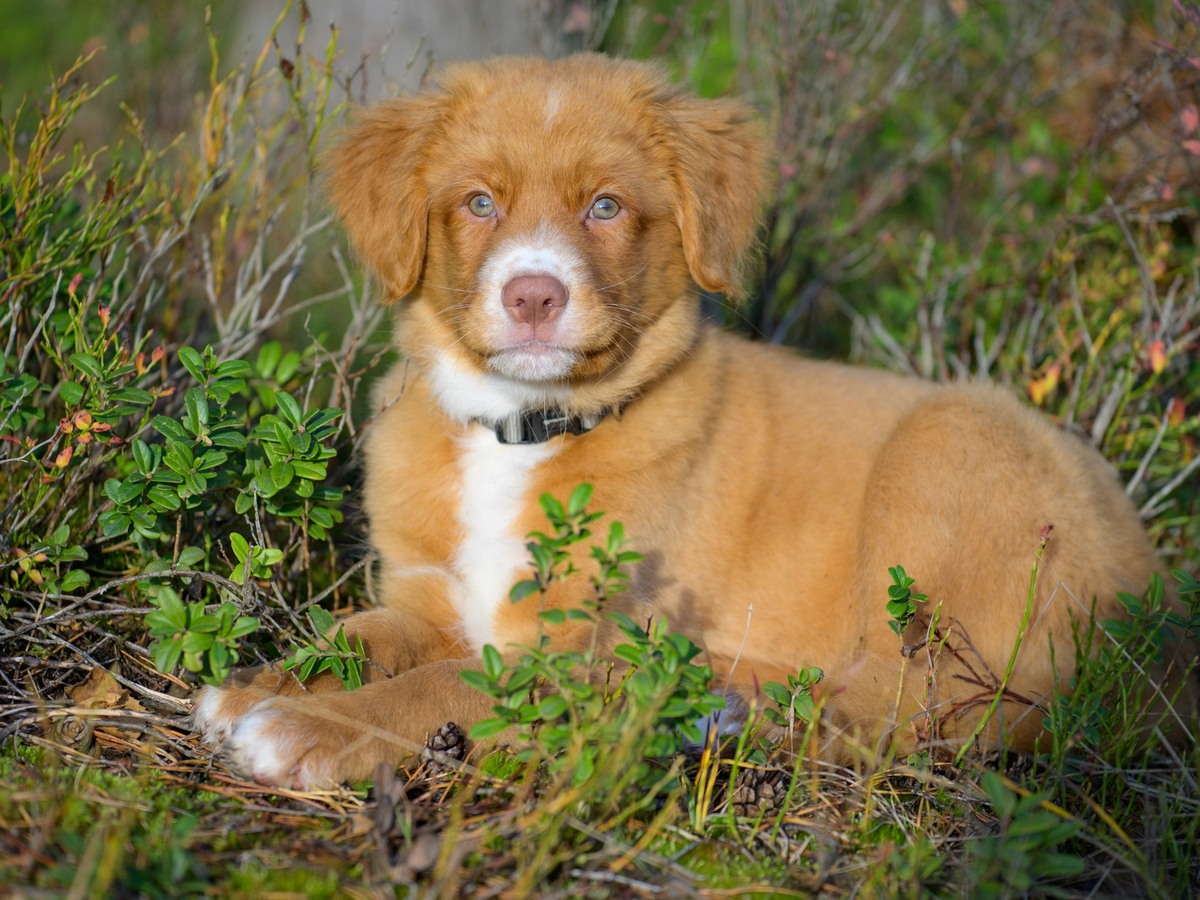 Nova Scotia Duck Tolling Retriever v klidném postoji