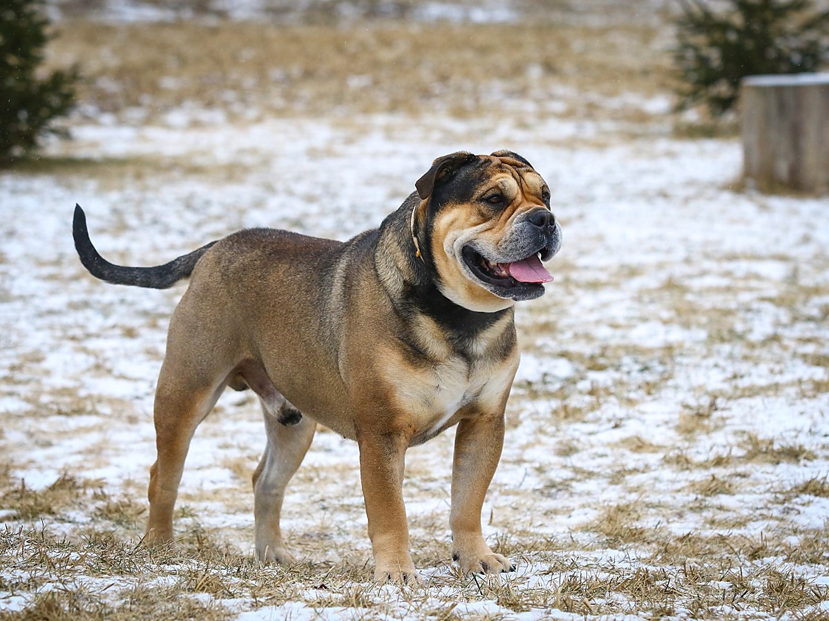 Perro de Presa Mallorquin v postoji jako ukázka pevné tělesné stavby