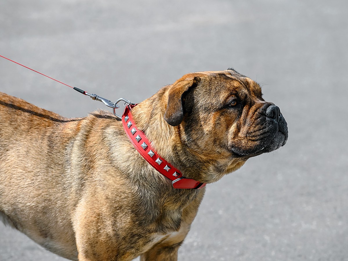 Žíhaný Perro de Presa Mallorquin připomínající historické kořeny plemene Ca de Bou
