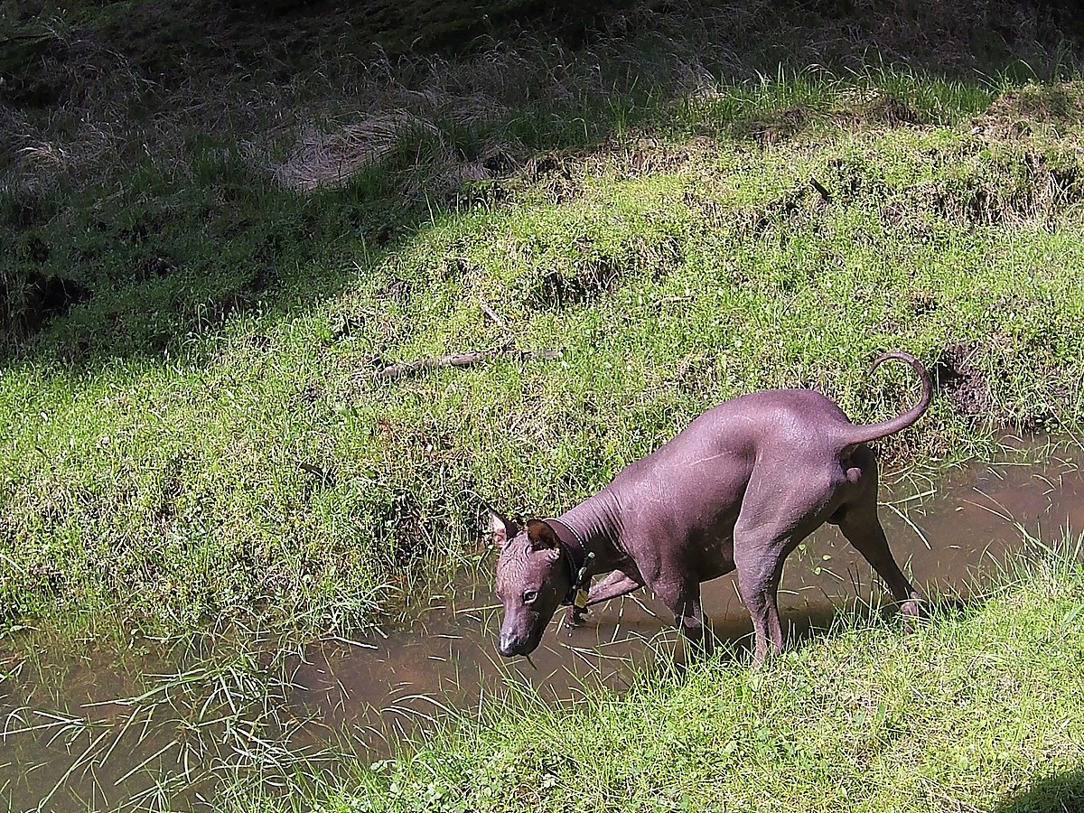 Peruánský naháč jako ukázka citlivé kůže a tělesné stavby