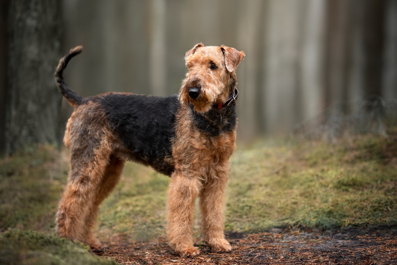 Zdraví a prevence u airedale teriéra