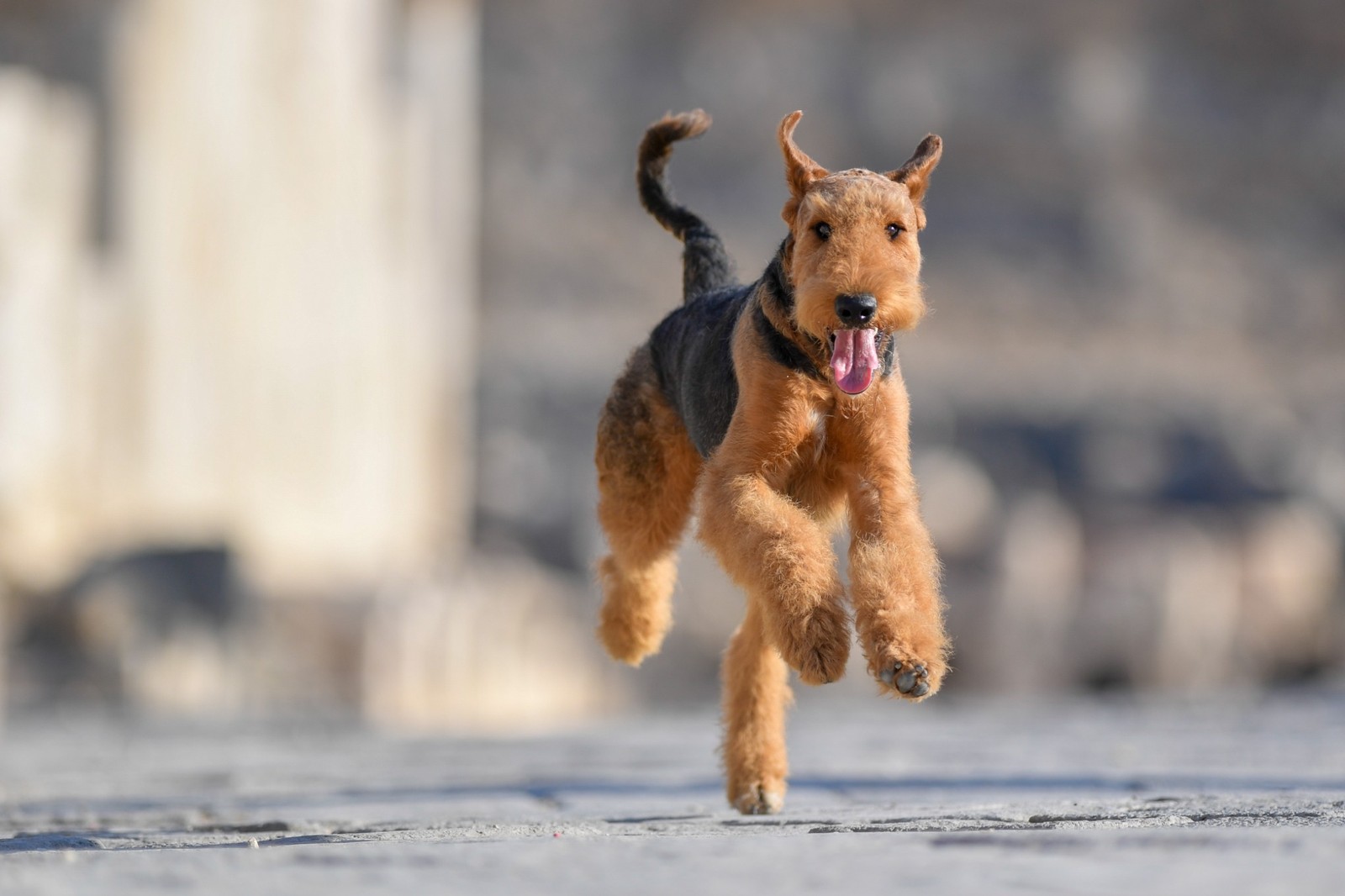 Pohyb a aktivity airedale teriéra