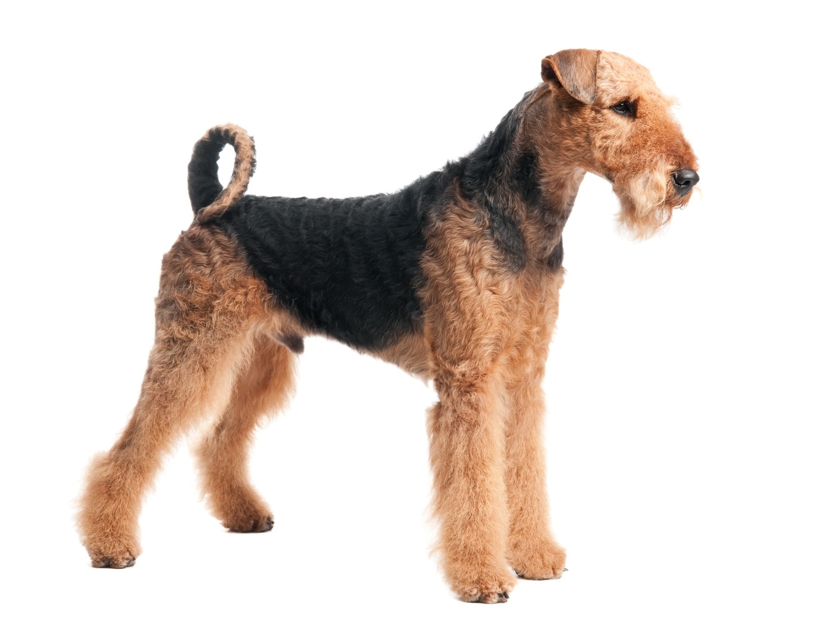 Péče o srst airedale teriéra