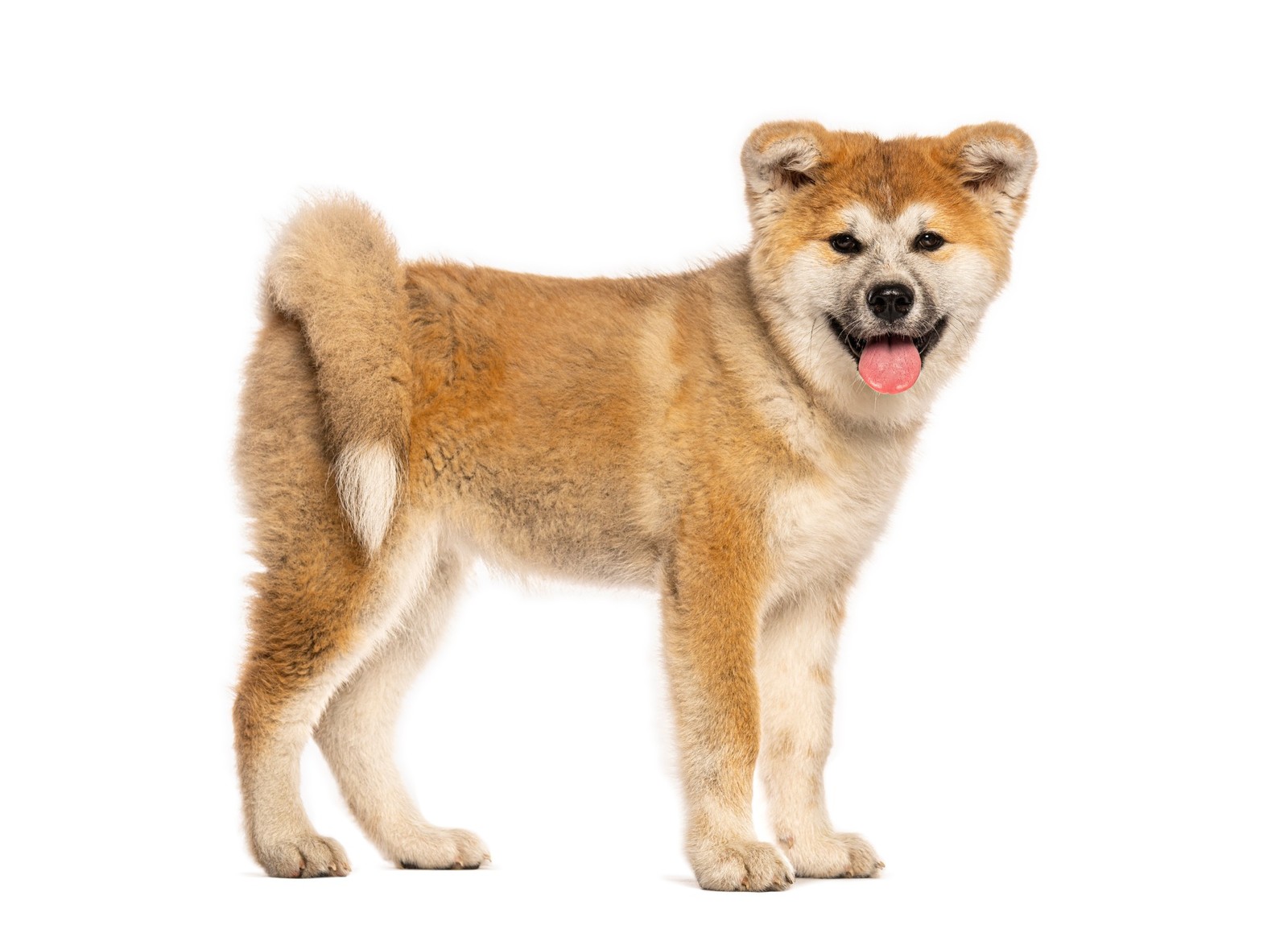 Mladá Akita Inu s červenoplavým sfarbením