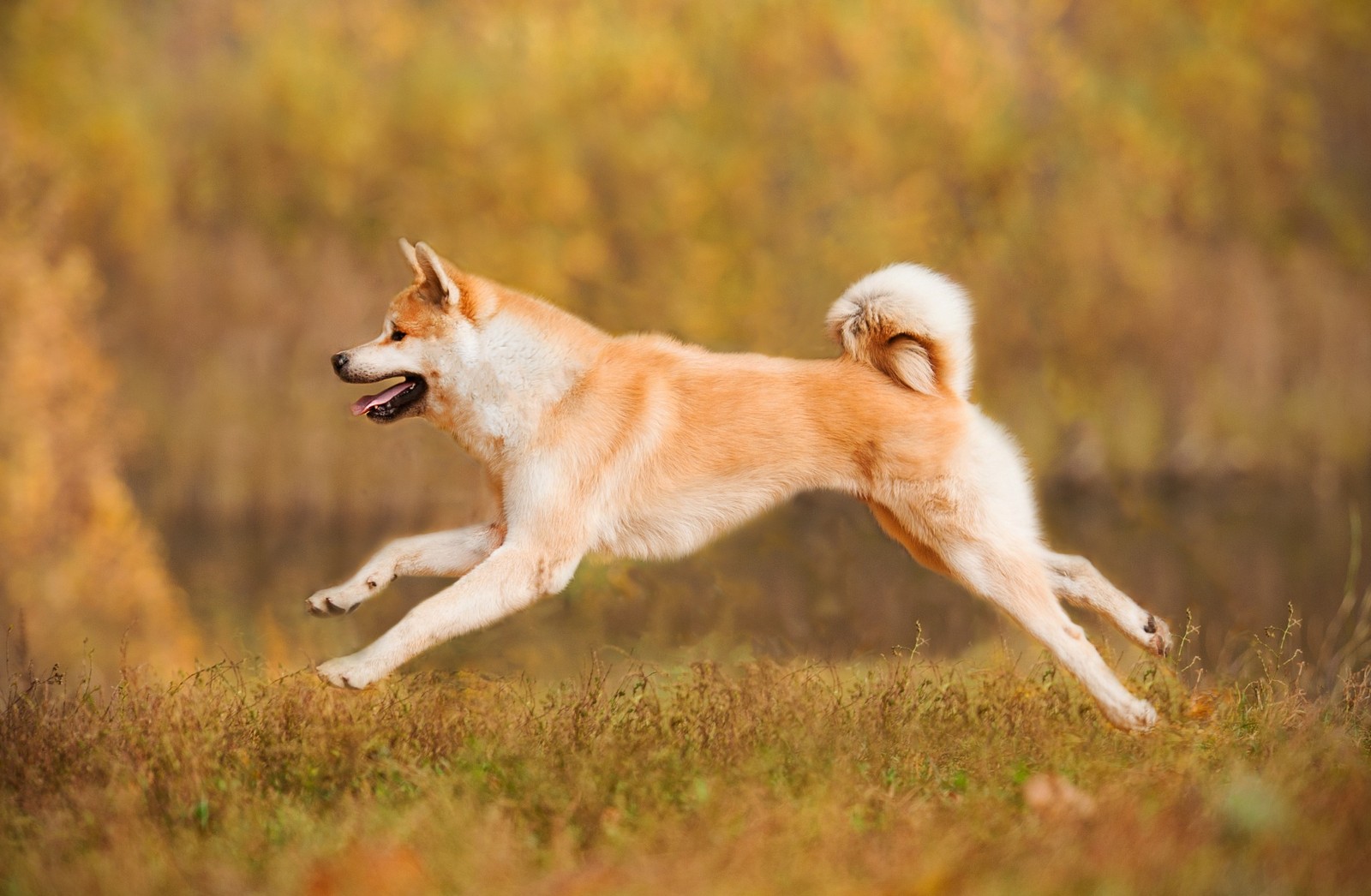 Akita Inu v rýchlom behu jesennou prírodou