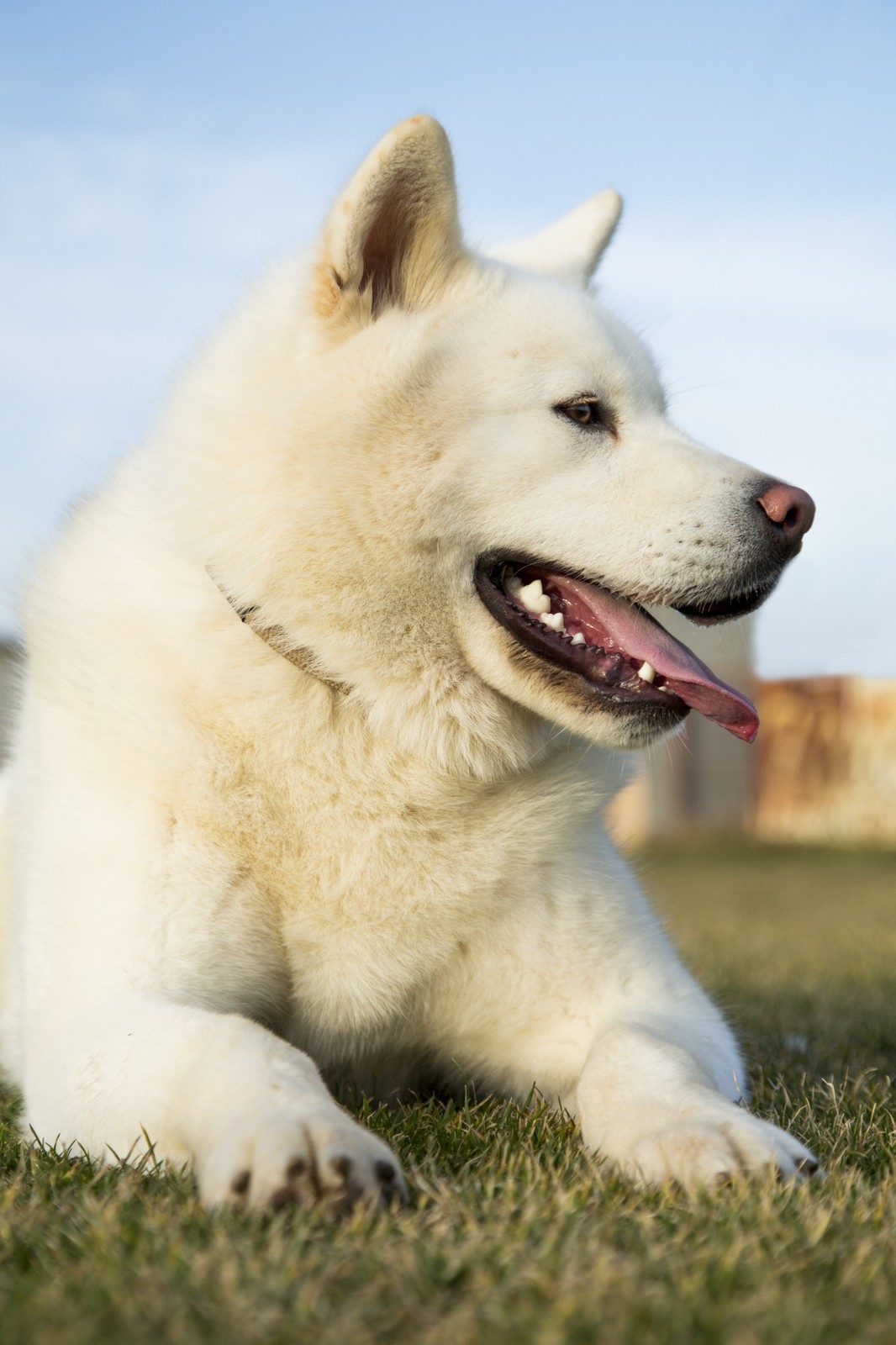 Biela Akita Inu odpočívajúca na tráve