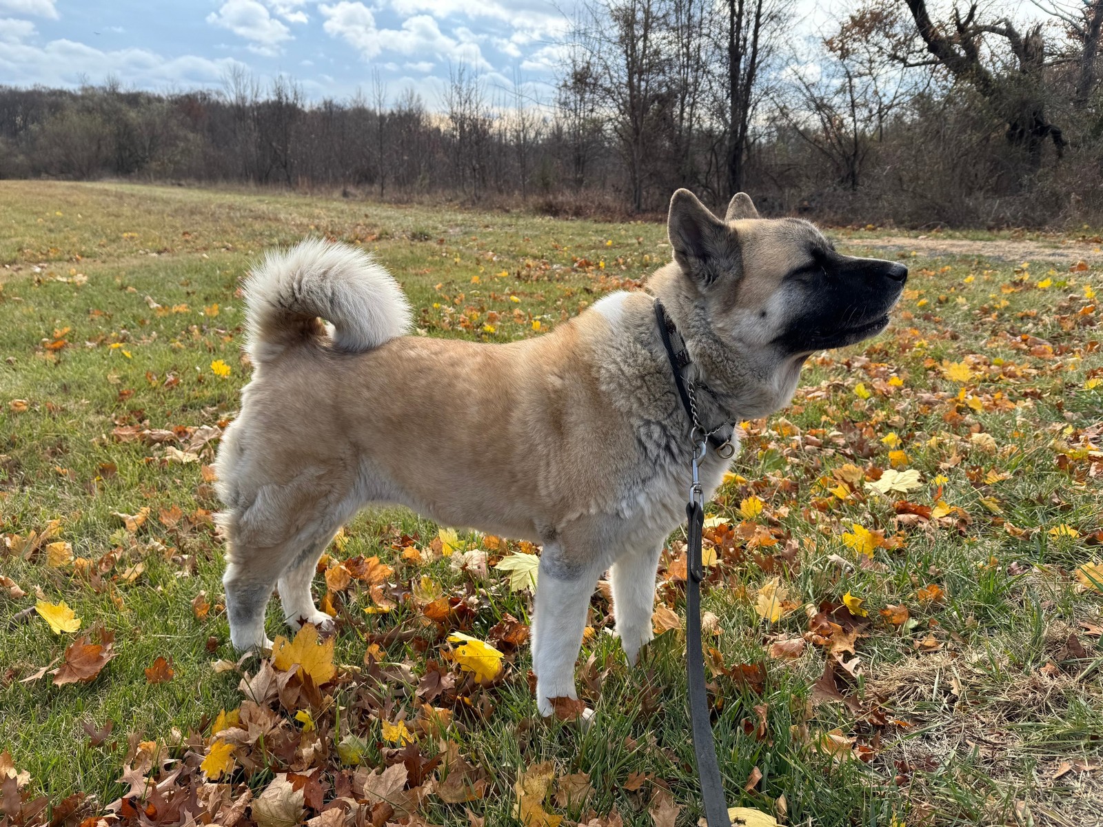 Americká akita v jesennej krajine