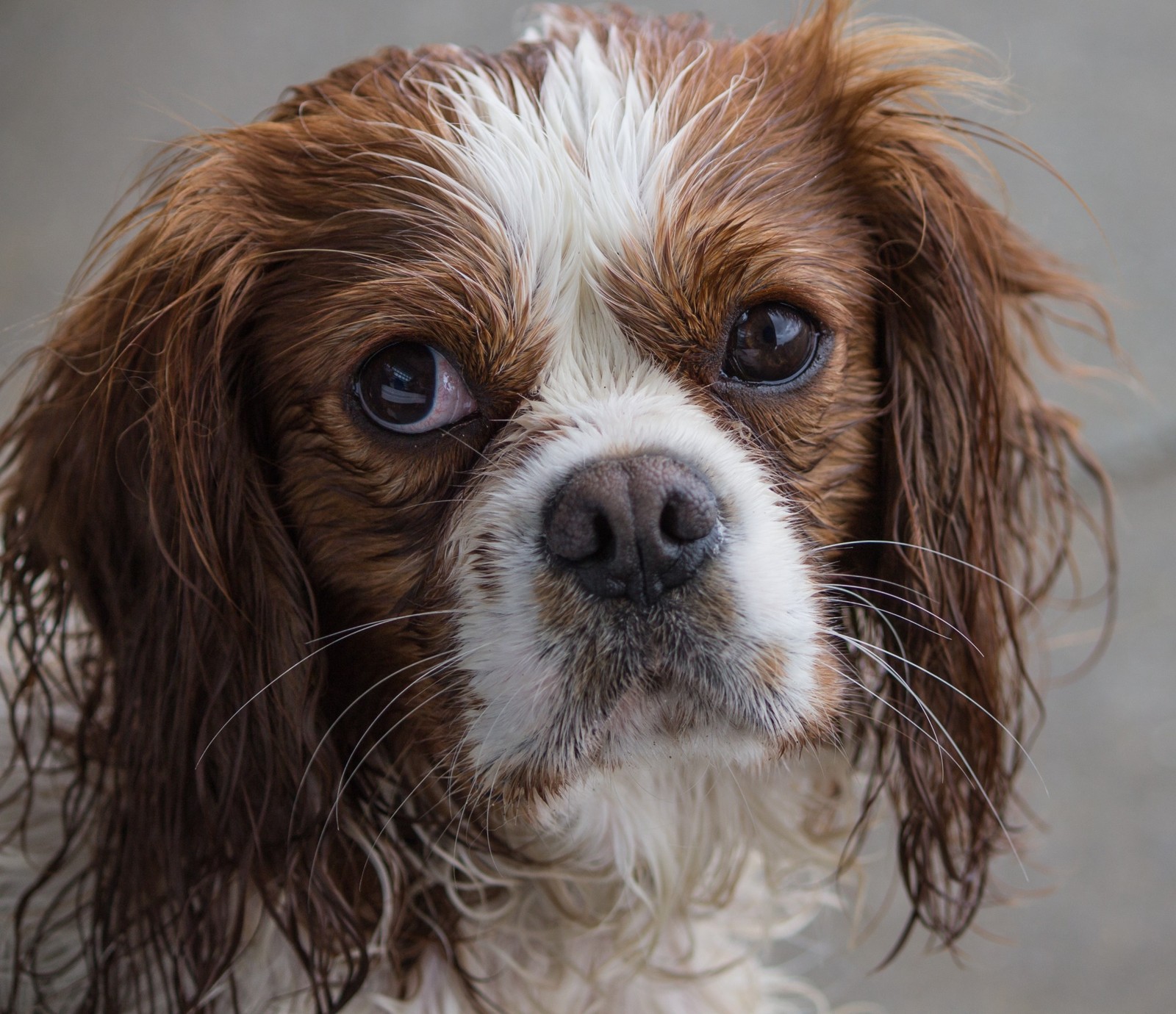 Kavalír King Charles španěl Blenheim