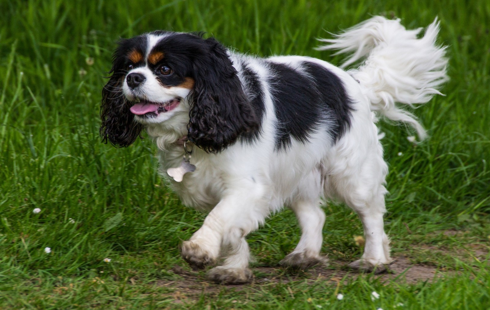 Kavalír King Charles španěl Tricolor