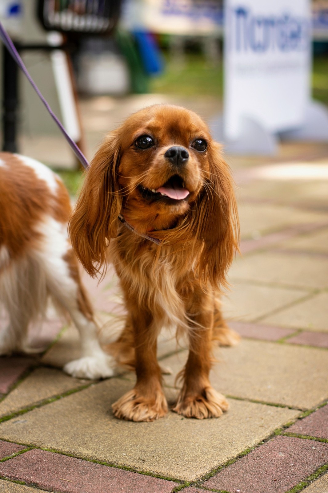 Kavalír King Charles španěl Ruby