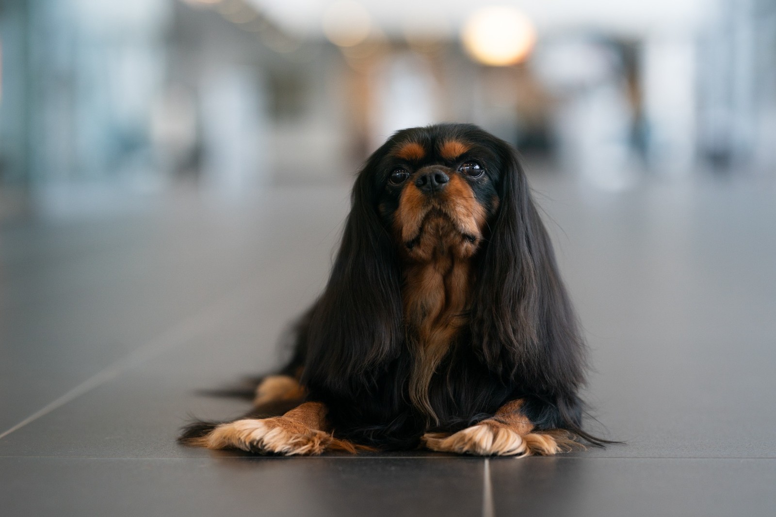 Kavalír King Charles španěl Black and tan