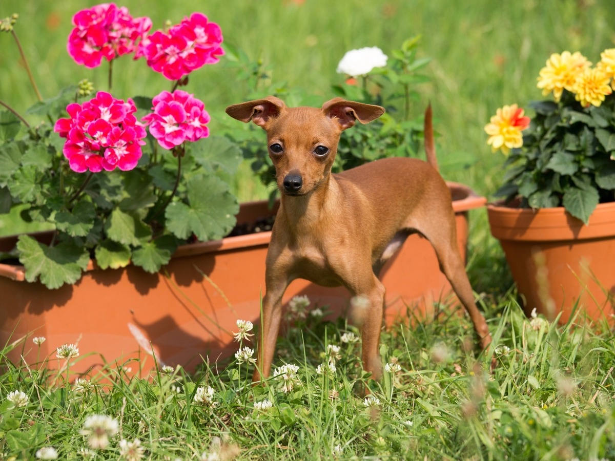 Pražský krysařík na zahradě jako symbol zdraví a veterinární prevence