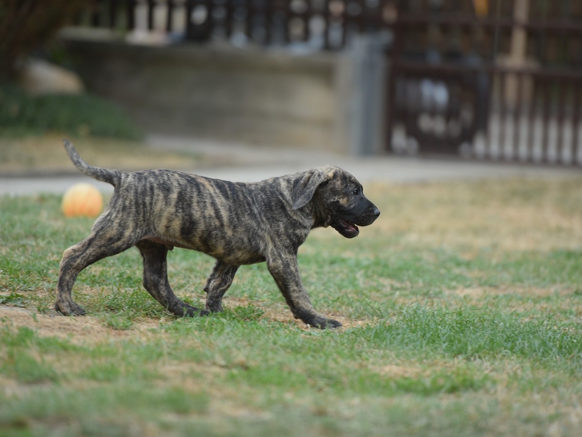 Presa canario při pravidelném pohybu