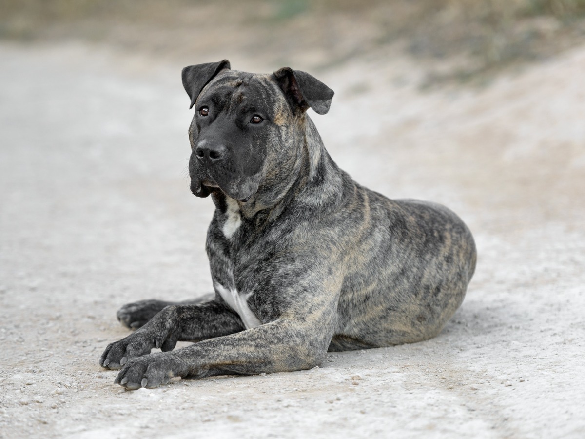 Presa canario připomínající historii kanárského plemene