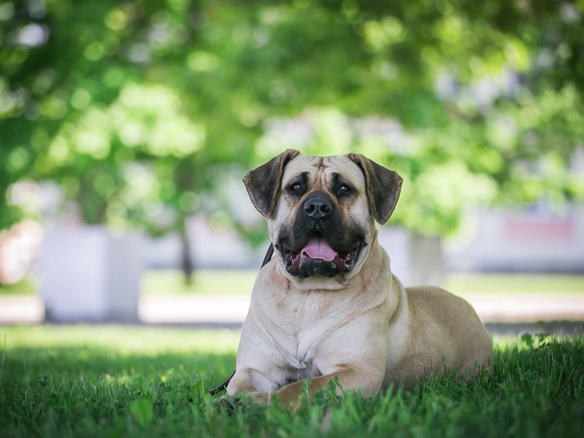 Presa canario při pravidelné péči