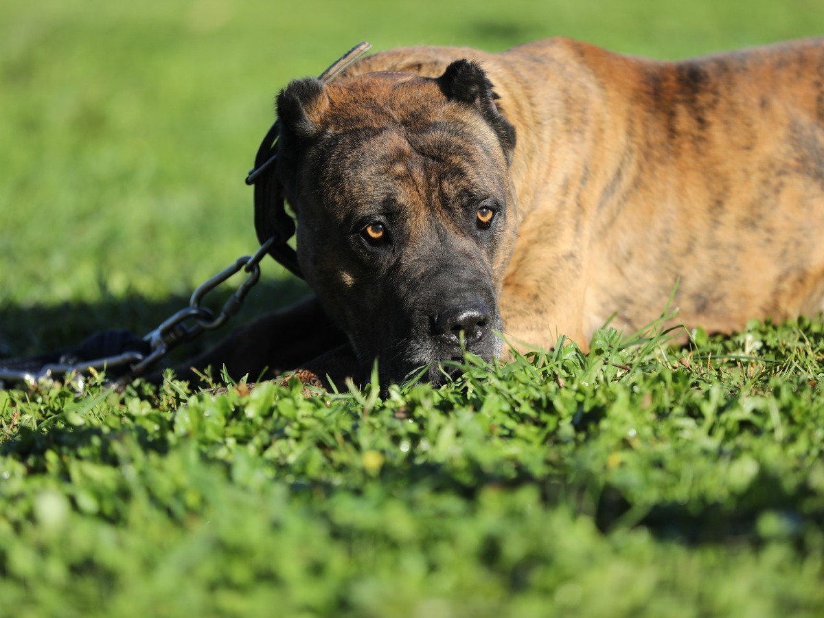 Presa canario jako symbol zdraví a prevence