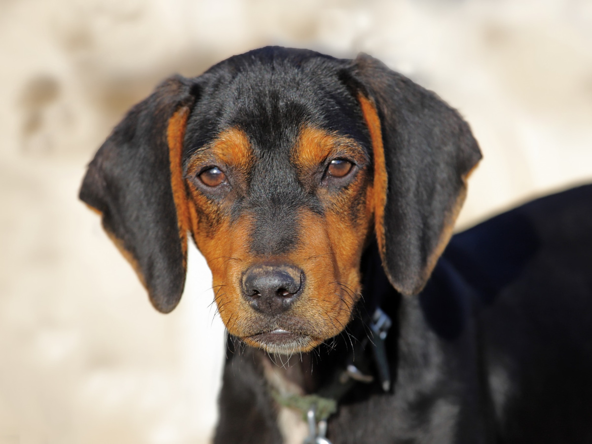 Rakouský krátkosrstý honič jako doprovod ke zdraví a veterinární prevenci