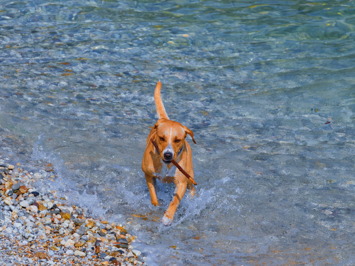 Redbone Coonhound v pohybu ve vodě jako doprovod k aktivitám a pohybu