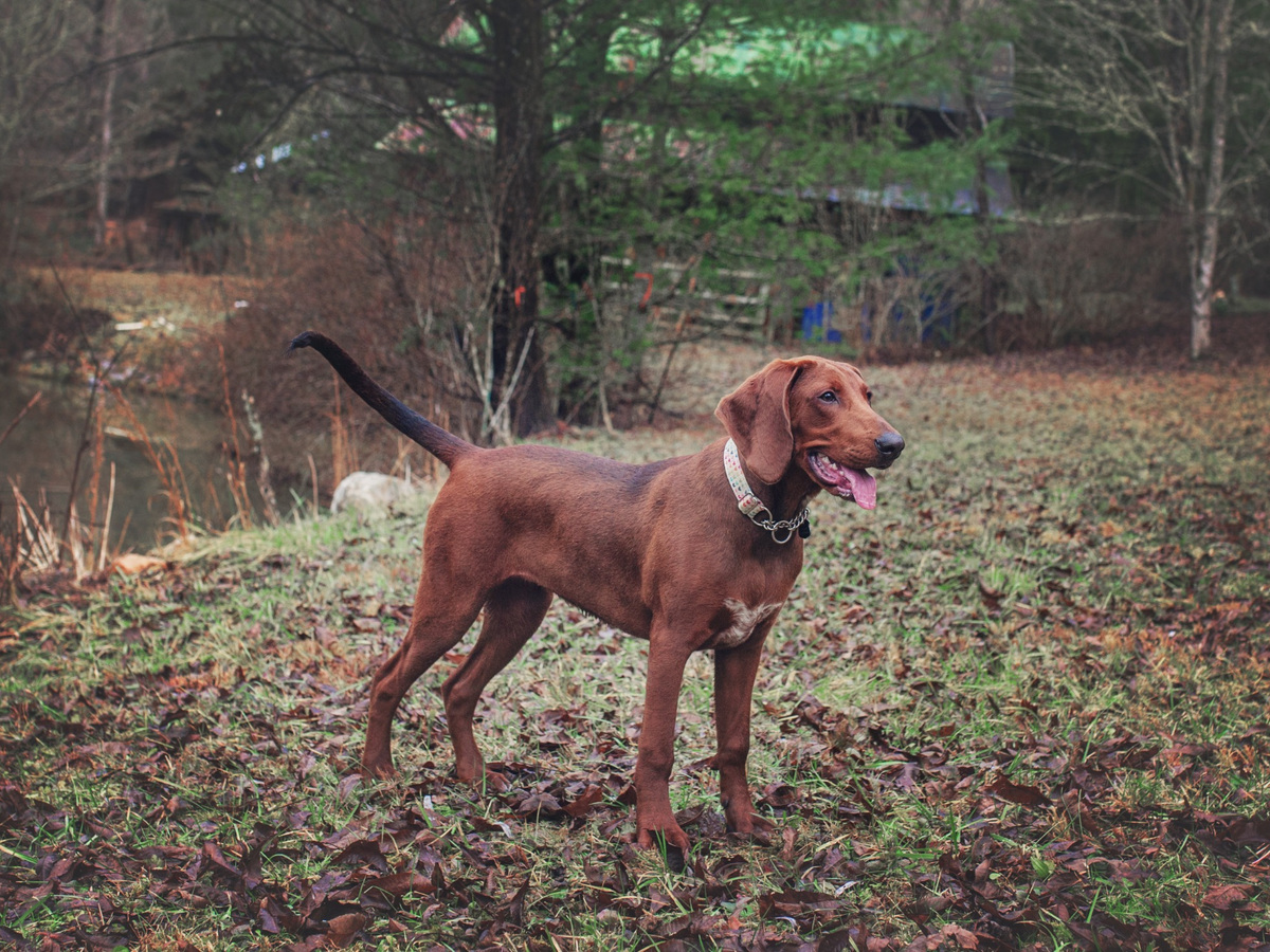 Redbone Coonhound v postoji jako doprovod ke zdraví a prevenci
