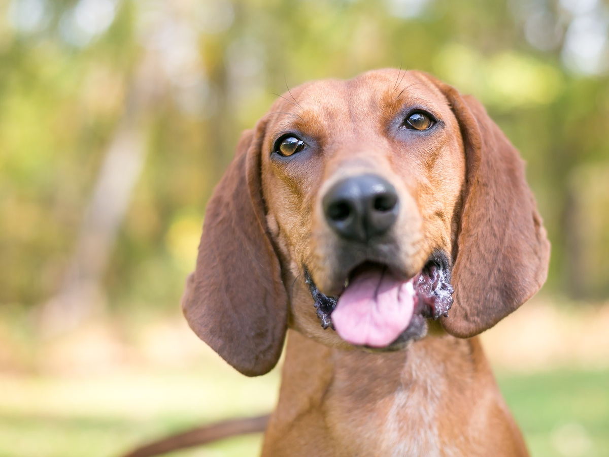 Portrét psa Redbone Coonhound jako doprovod k péči o srst, uši a běžnou hygienu