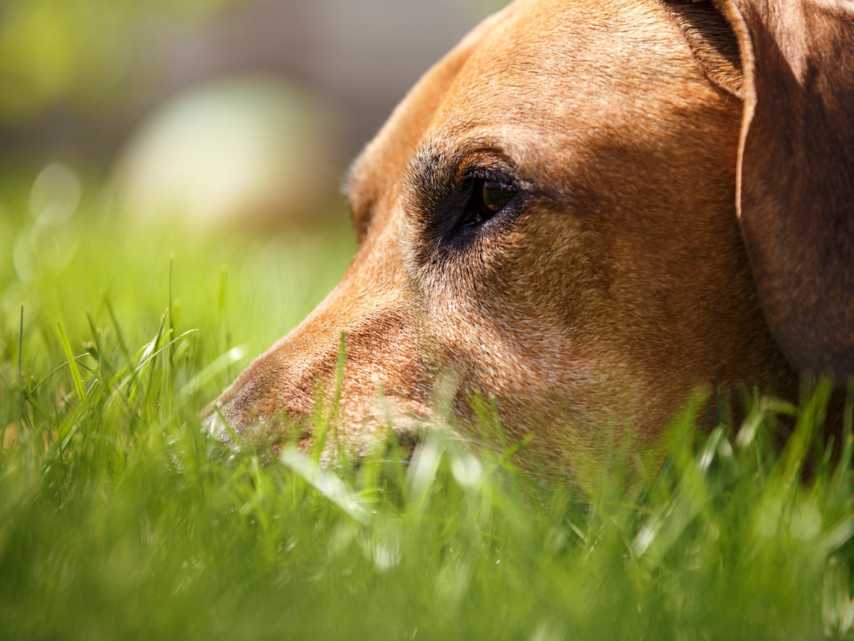 Redbone Coonhound odpočívající v trávě jako připomínka amerického původu plemene