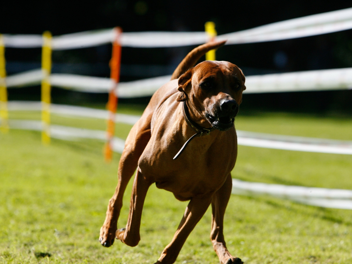 Rodézsky ridgeback pri behu ako sprievod k pohybu a aktivitám