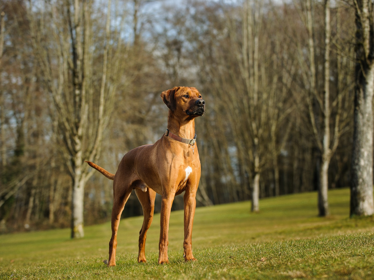 Rodézsky ridgeback v postoji ako pripomienka afrického pôvodu plemena