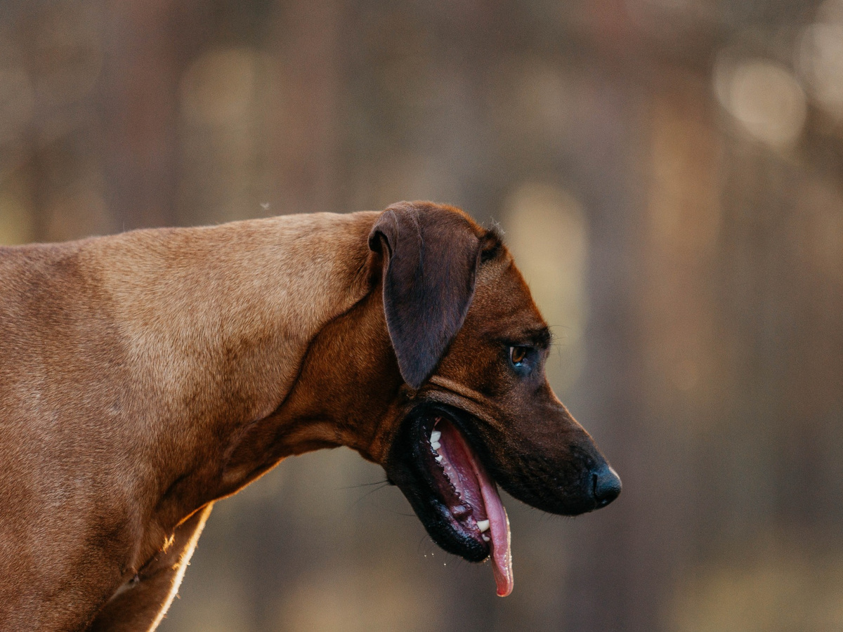 Rodézsky ridgeback v prírode ako sprievod k zdraviu a prevencii