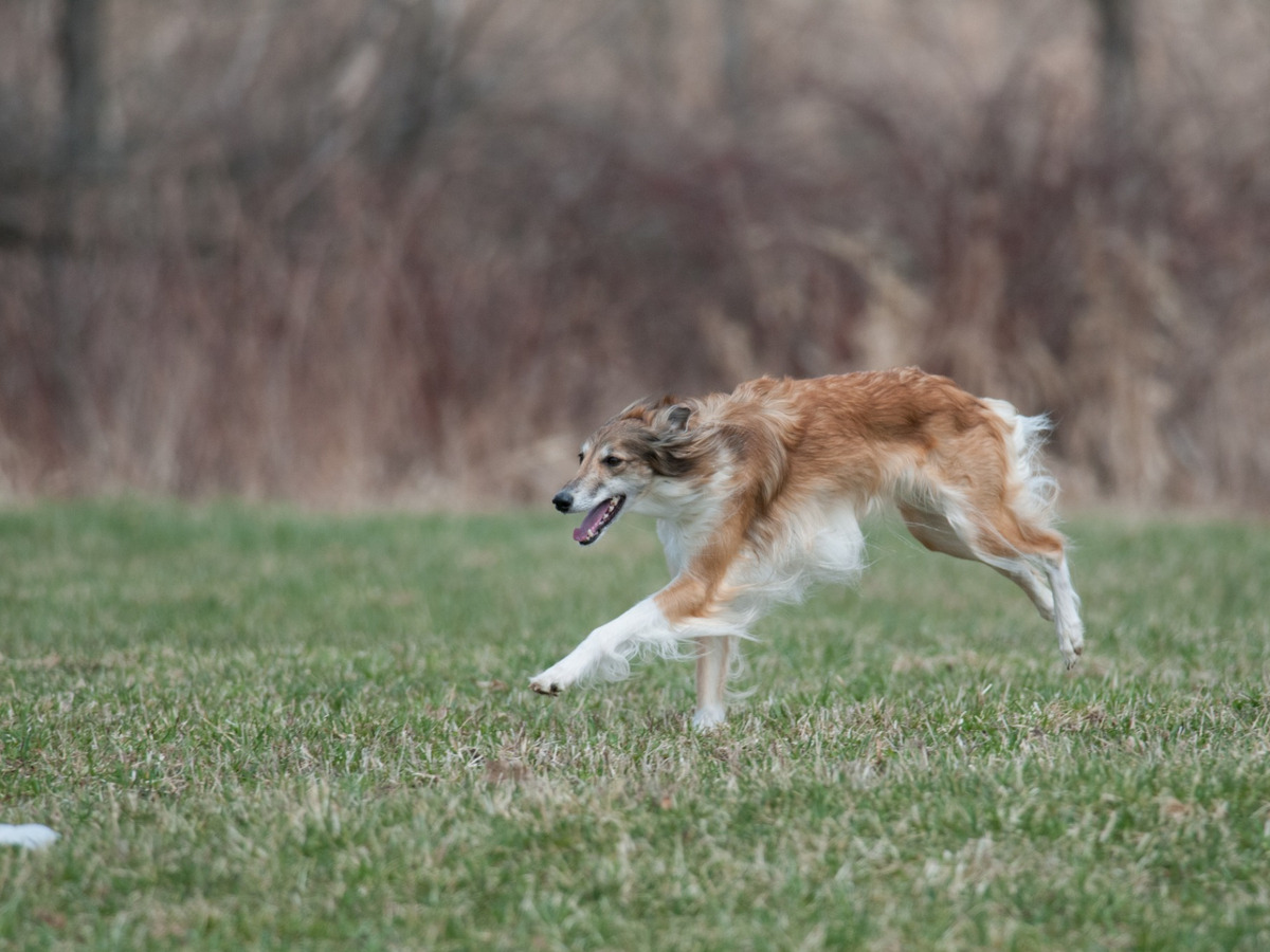 Saluki pri pohybovej aktivite