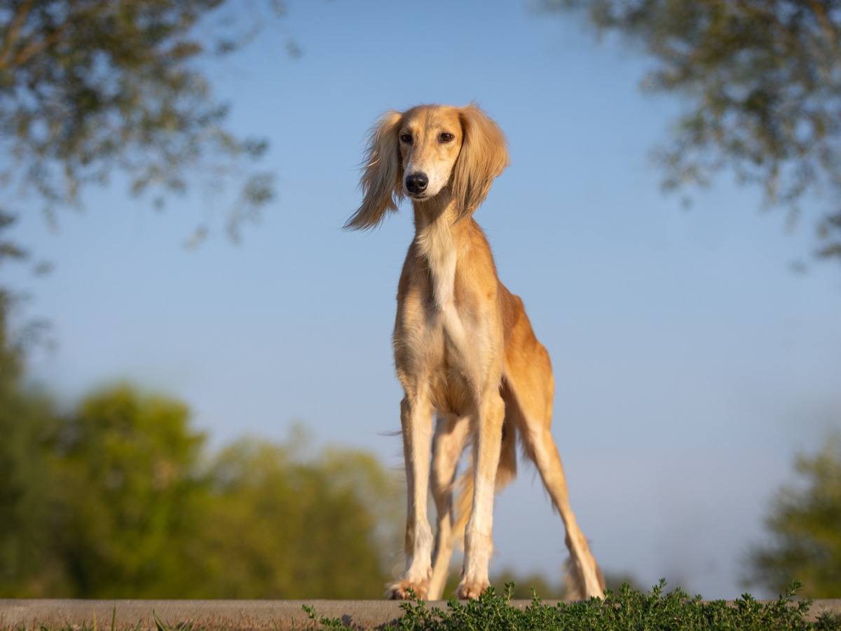 Saluki pripomínajúci históriu starobylého plemena