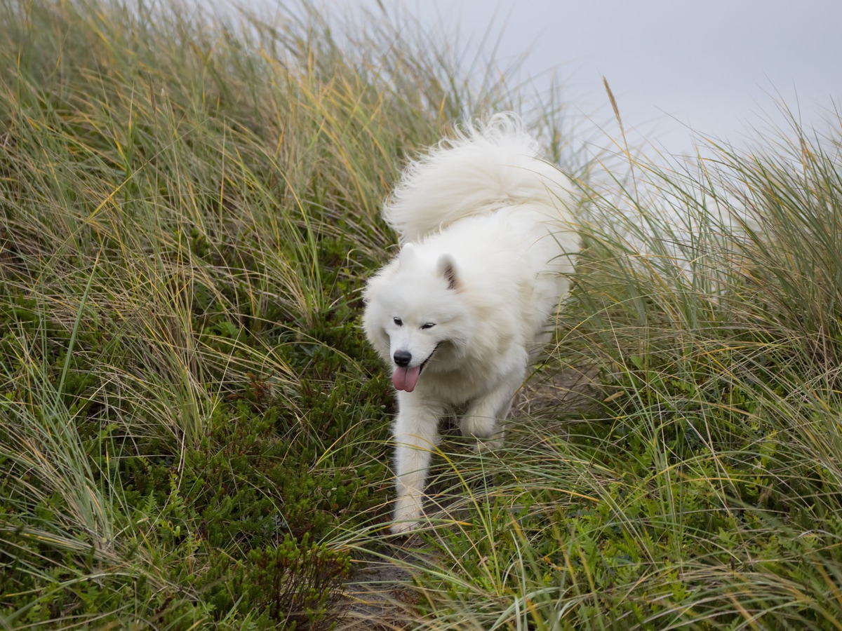 Samojed pri pohybovej aktivite