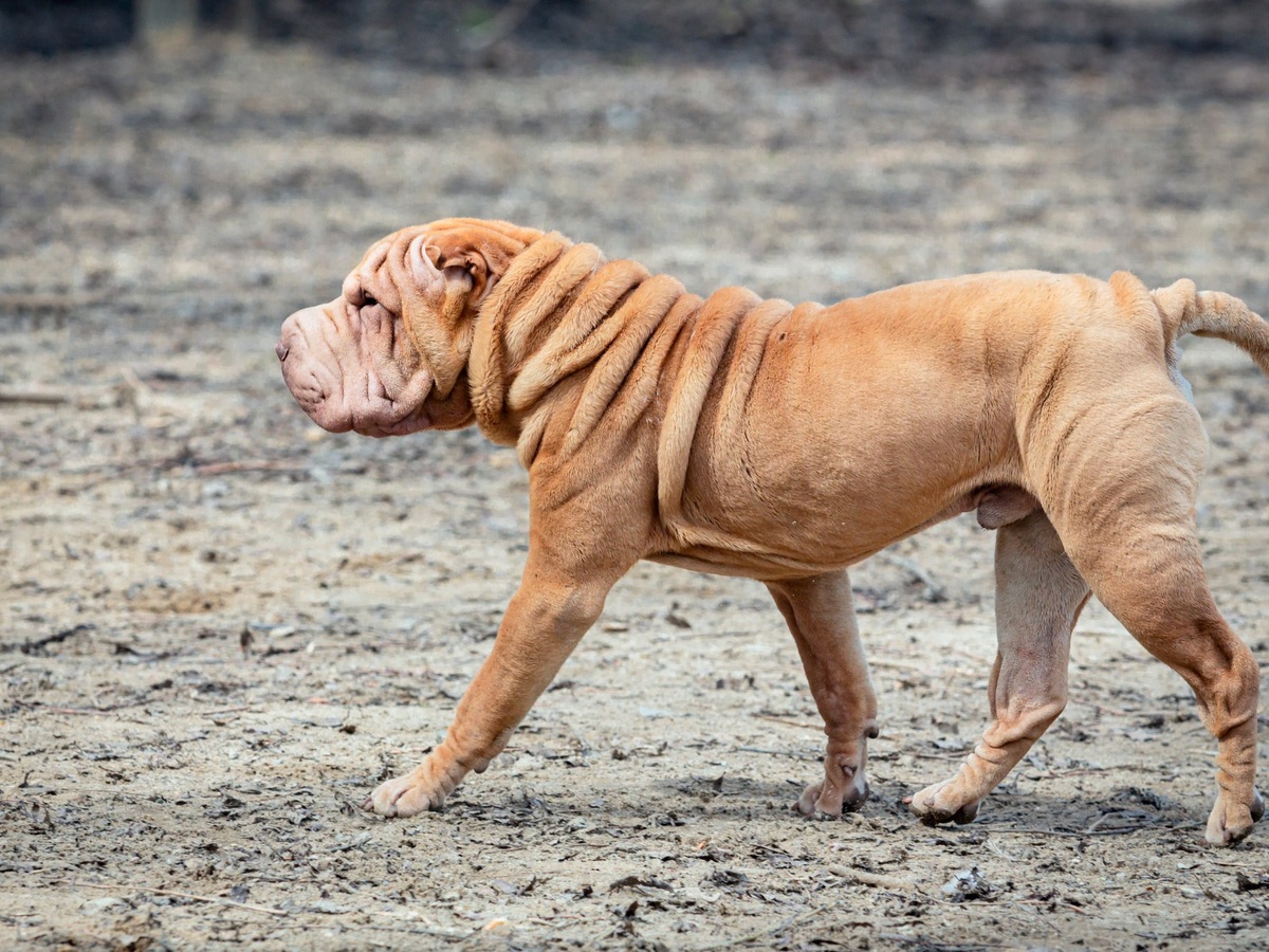 Shar-Pei při pravidelné procházce a přirozeném pohybu