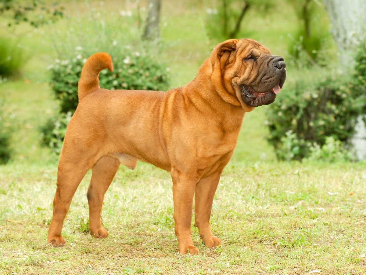 Shar-Pei v postoji připomínající čínský původ a historii plemene