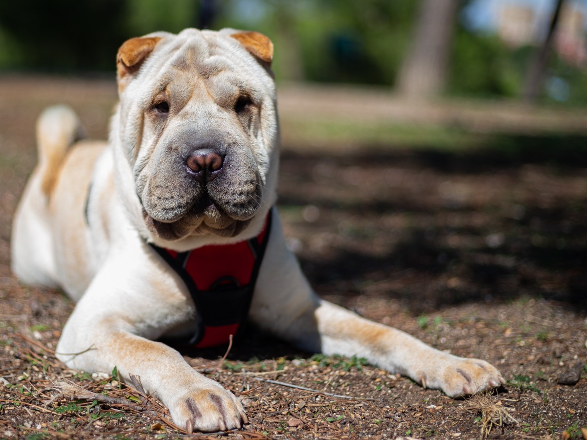 Péče o kůži a krátkou srst psa Shar-Pei