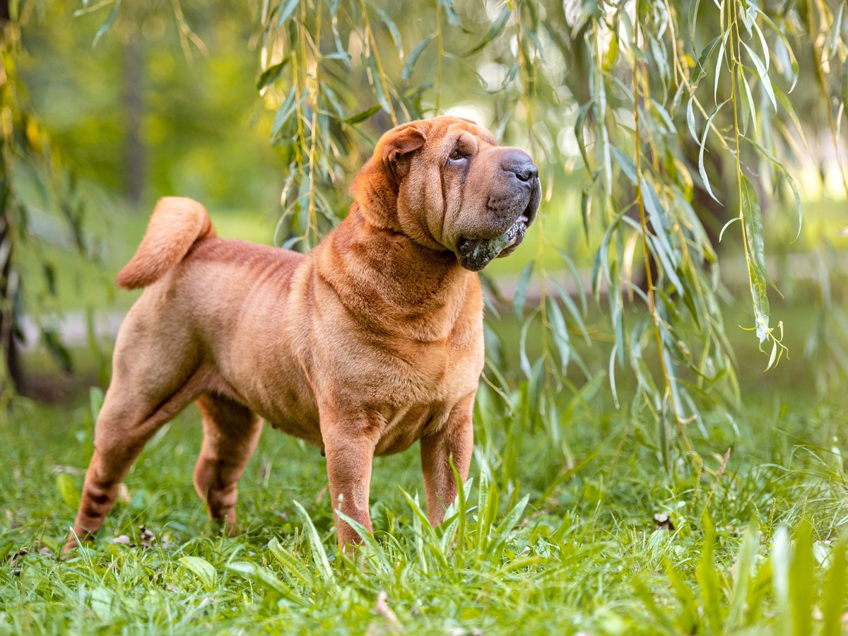 Zdravý Shar-Pei v dobré kondici v přírodě