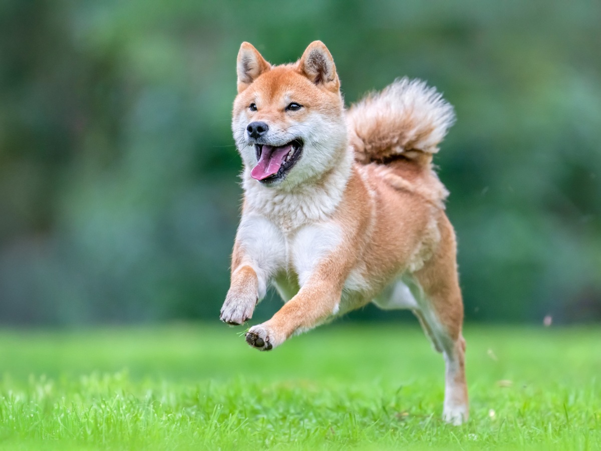 Shiba pri aktívnom behu a pravidelnom pohybe