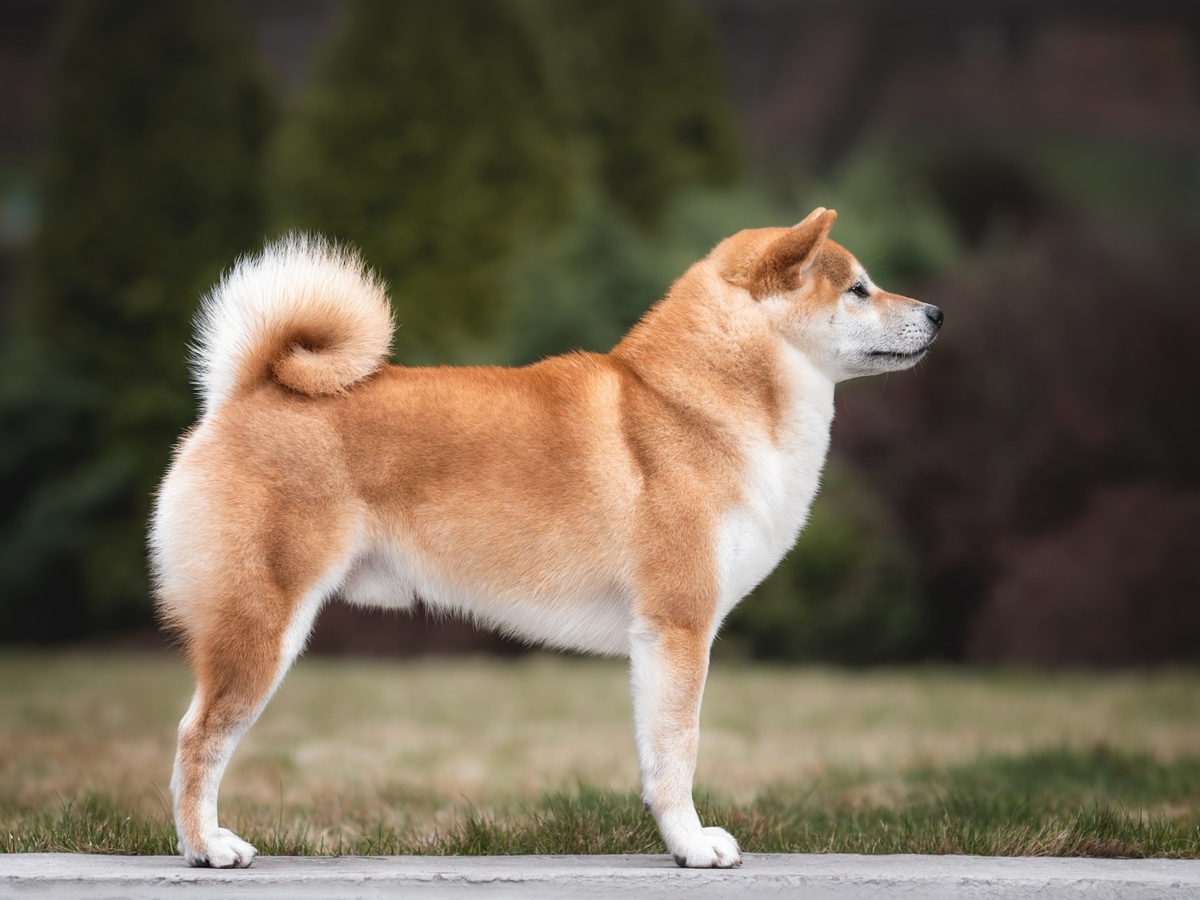 Shiba v postoji pripomínajúca japonský pôvod a históriu plemena
