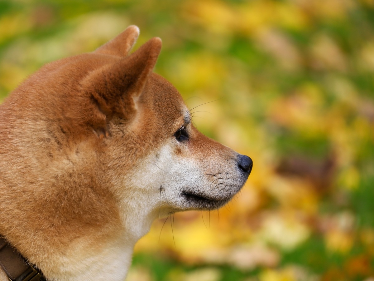 Starostlivosť o hustú dvojitú srsť psa Shiba