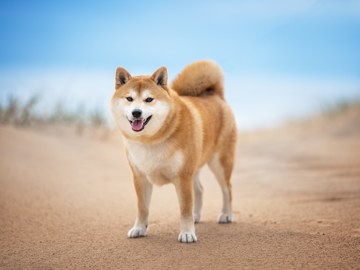 Zdravá Shiba v dobrej kondícii v prírode
