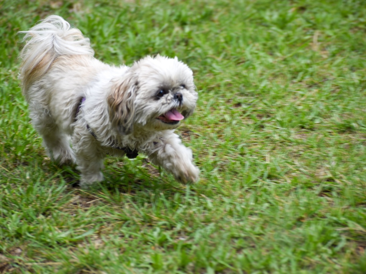 Shih-tzu při pravidelné aktivitě a pohybu