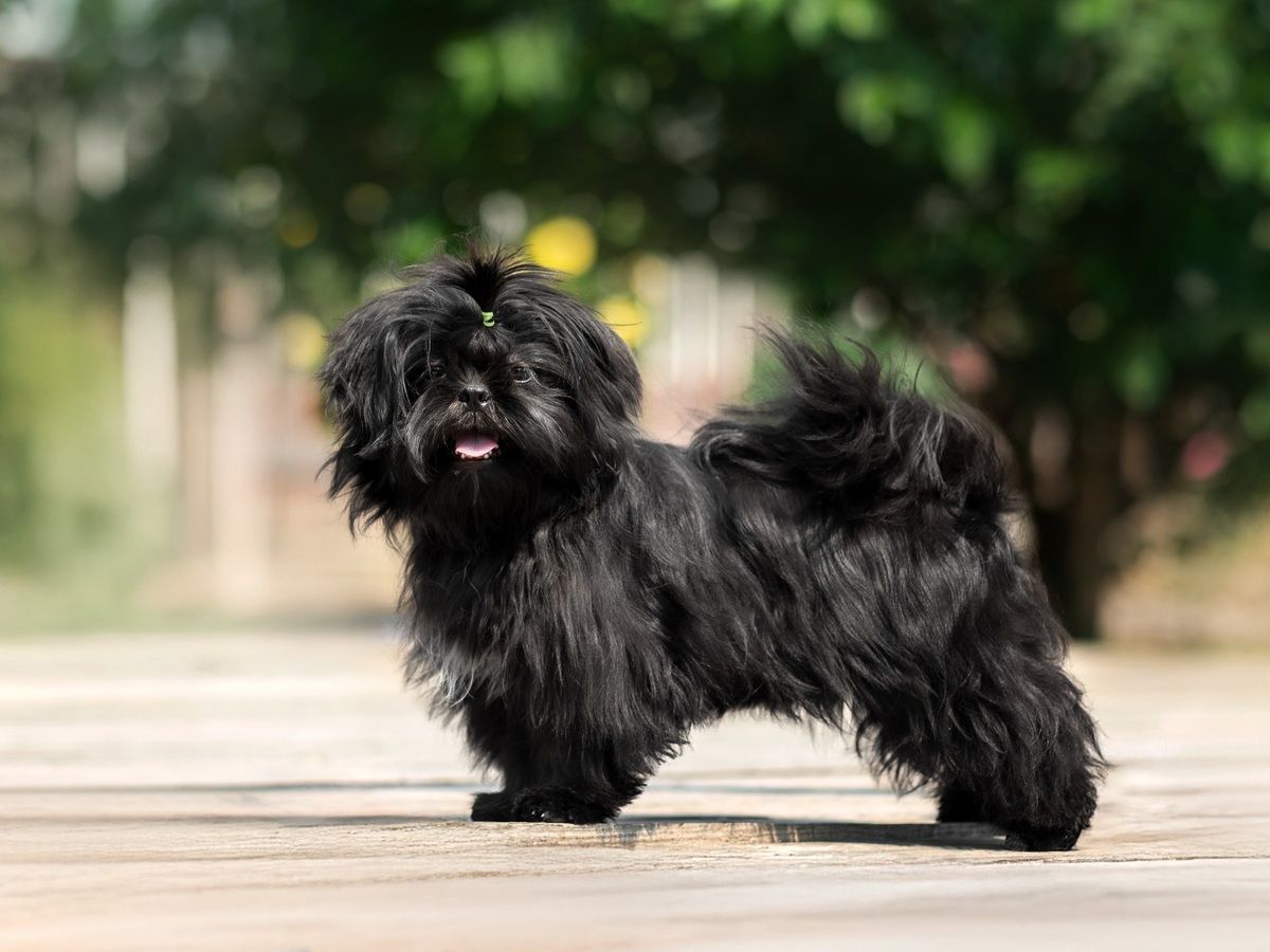 Shih-tzu v postoji připomínající historii společenského plemene