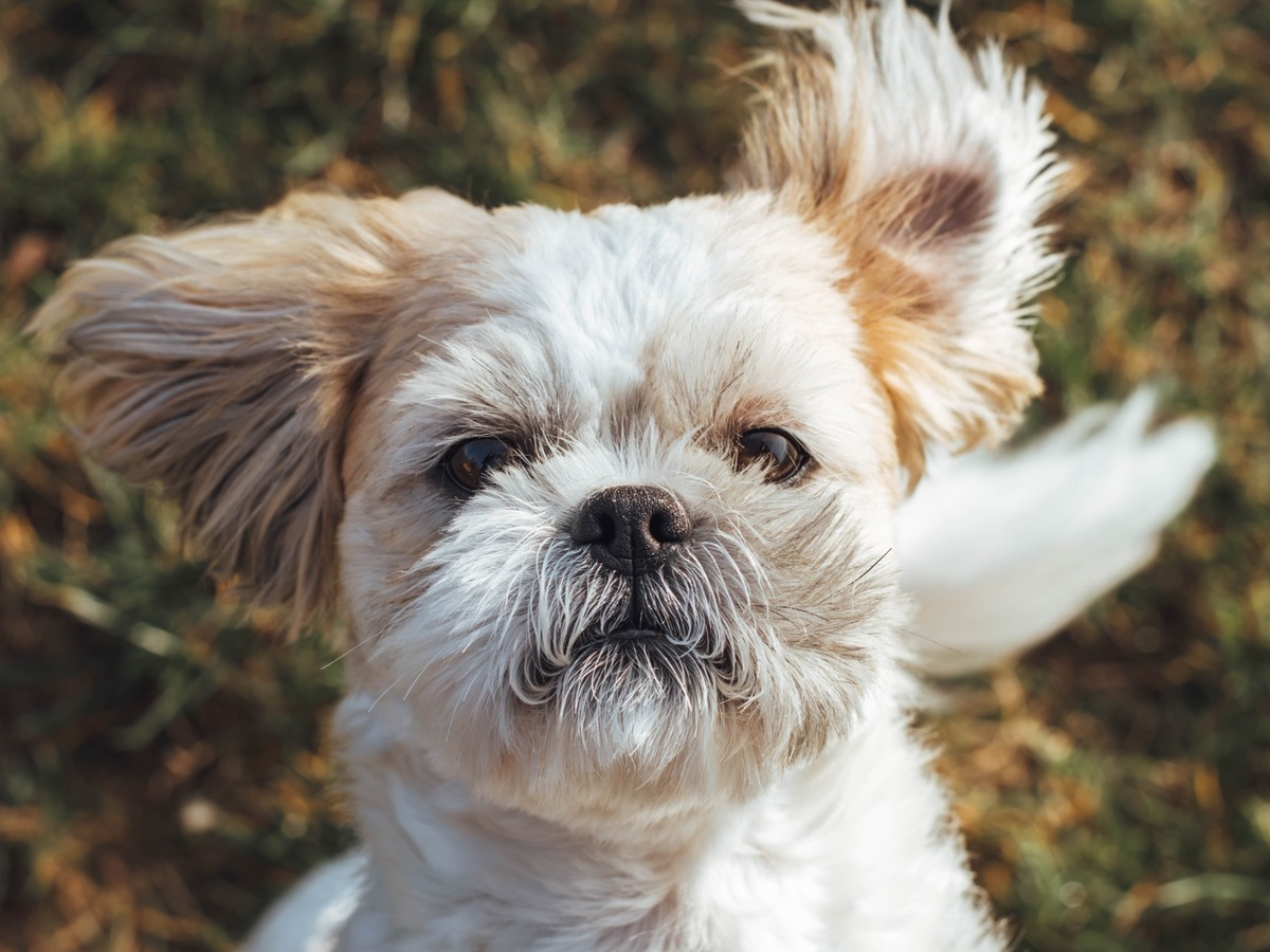 Péče o dlouhou srst a obličej psa shih-tzu
