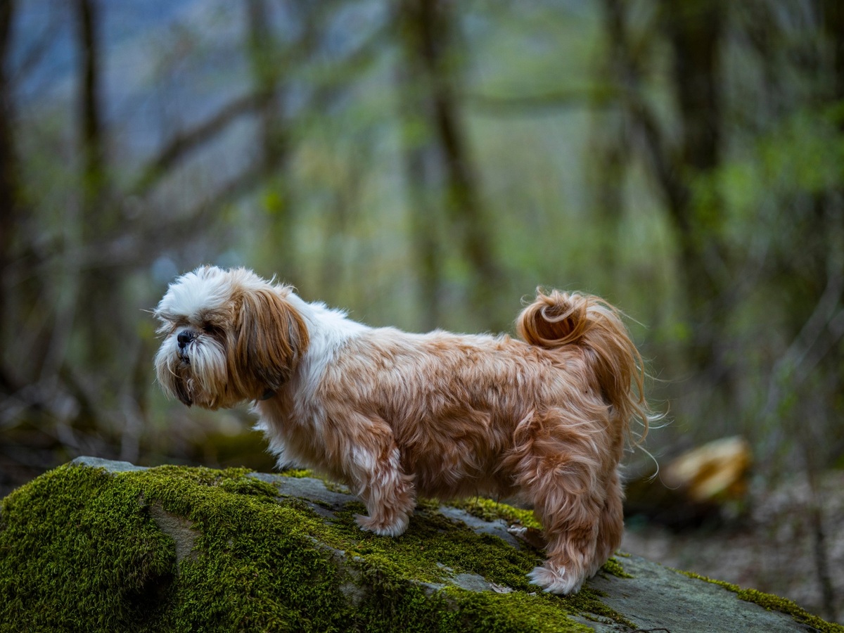 Zdravý shih-tzu v dobré kondici v přírodě