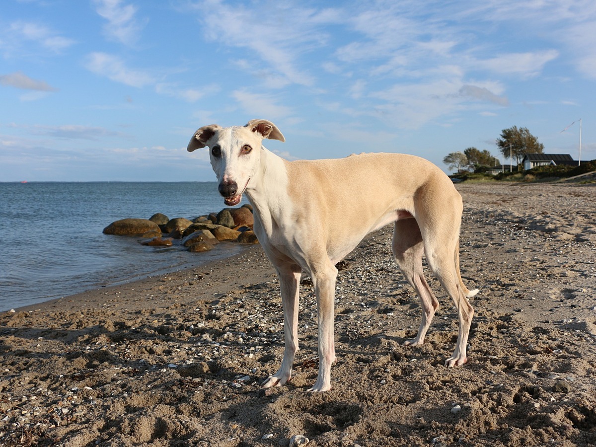 Španělský galgo venku v otevřené krajině
