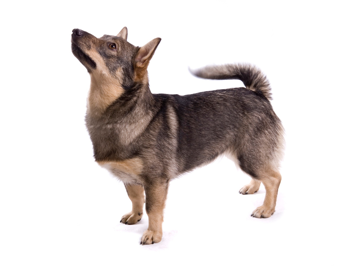 Švédský vallhund jako tradiční švédské pracovní plemeno