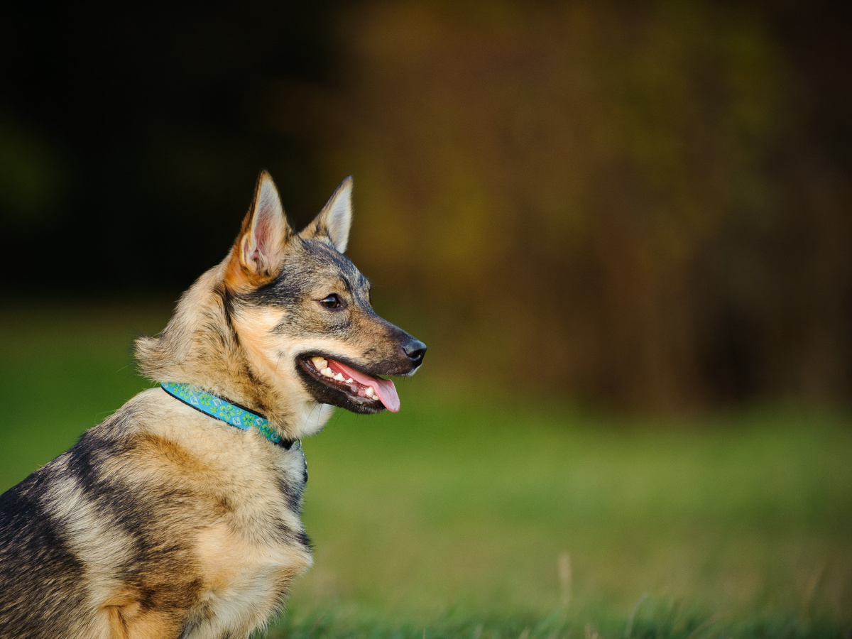 Péče o srst švédského vallhunda