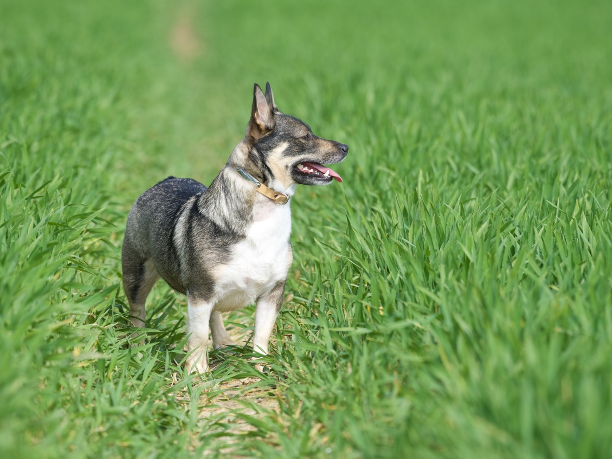 Švédský vallhund v přírodě jako zdravý aktivní pes