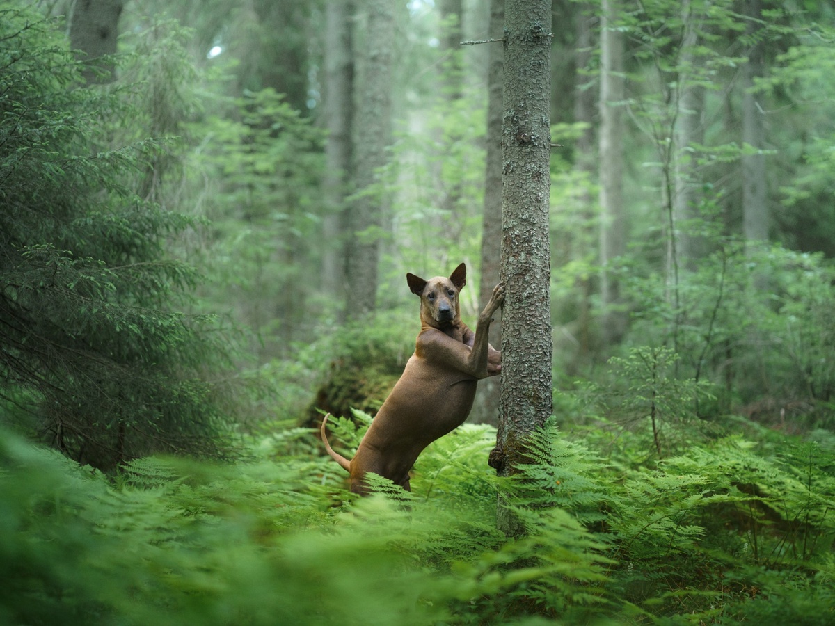 Thajský ridgeback při aktivním běhu po trávě
